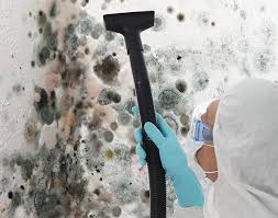 Best Basement Mold Removal in Holgate, OH